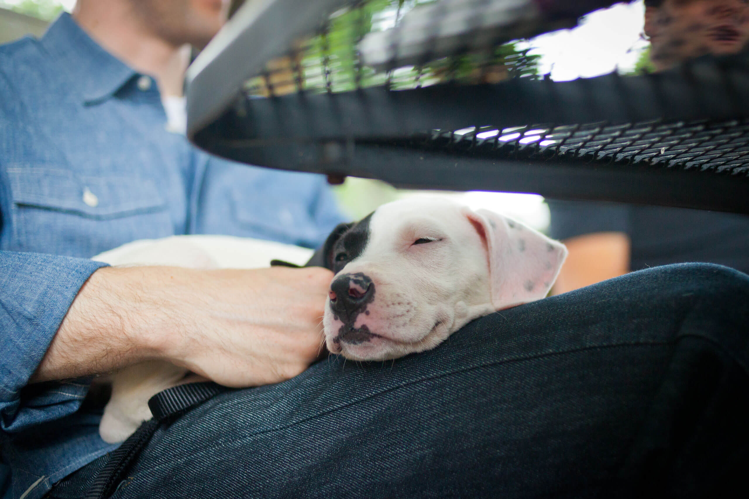 Puppy asleep on a man's lap outside